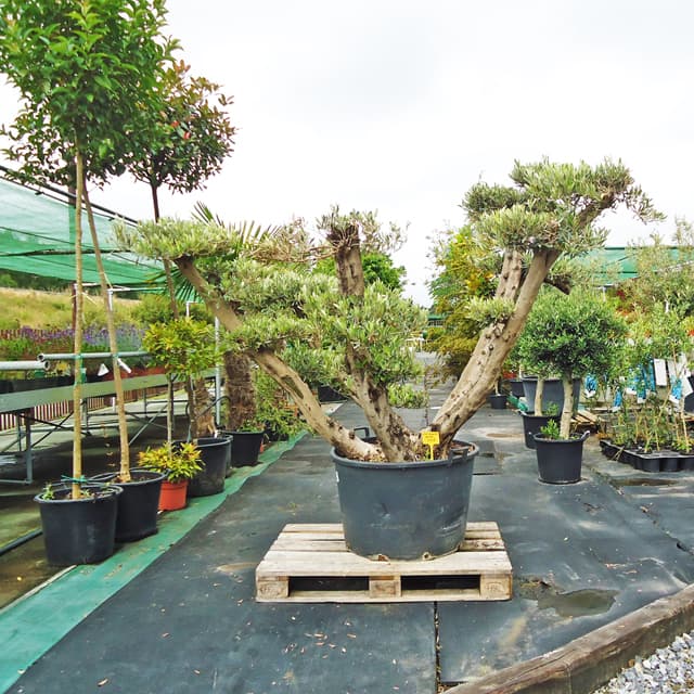 El mayor catálogo de productos para su jardín